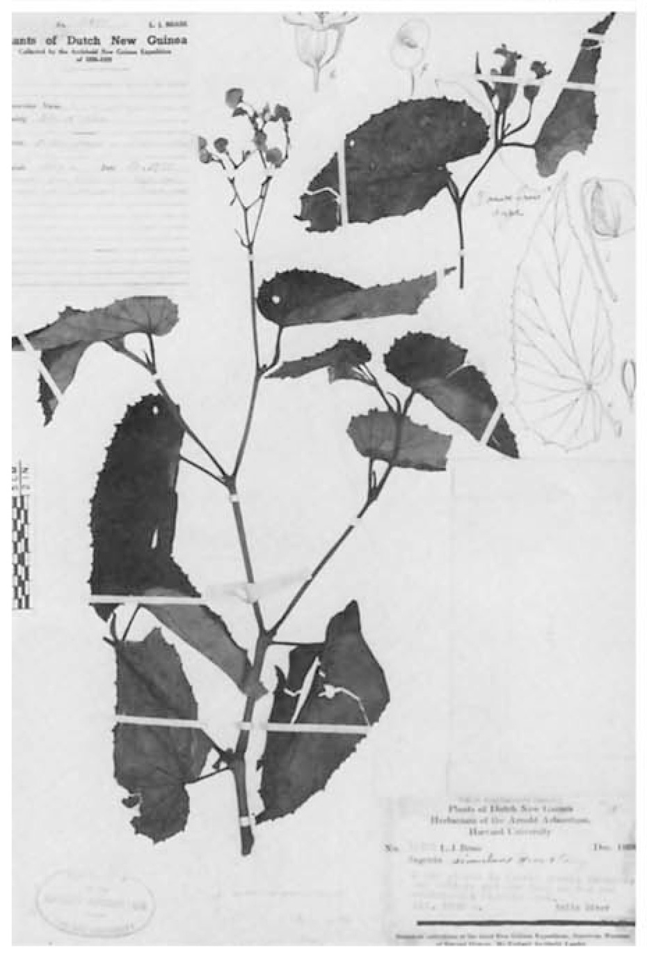 B. simulans